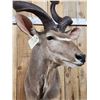 Image 5 : African Kudu Shoulder Mount Taxidermy