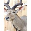 Image 6 : African Kudu Shoulder Mount Taxidermy