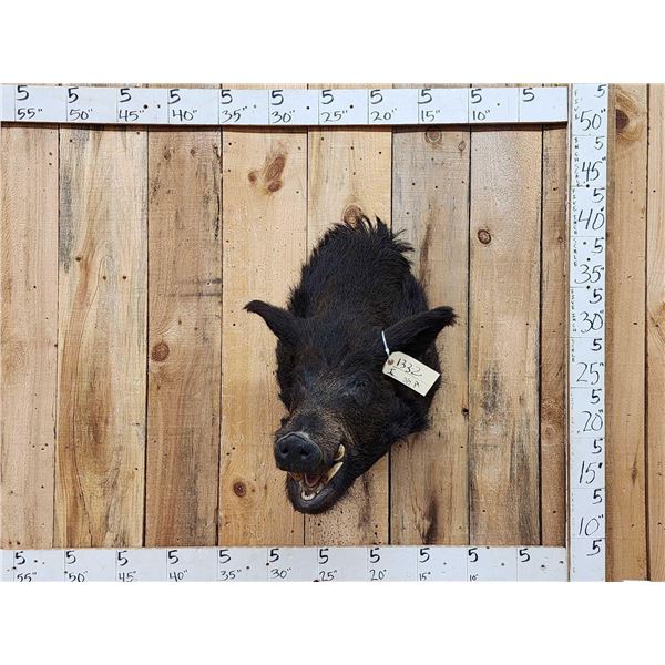 Wild Boar Hog Shoulder Mount Taxidermy