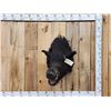 Image 1 : Wild Boar Hog Shoulder Mount Taxidermy