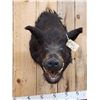Image 2 : Wild Boar Hog Shoulder Mount Taxidermy