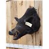 Image 3 : Wild Boar Hog Shoulder Mount Taxidermy