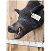 Image 4 : Wild Boar Hog Shoulder Mount Taxidermy