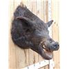 Image 5 : Wild Boar Hog Shoulder Mount Taxidermy