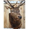 Image 10 : 6x6 Elk Shoulder Mount Taxidermy