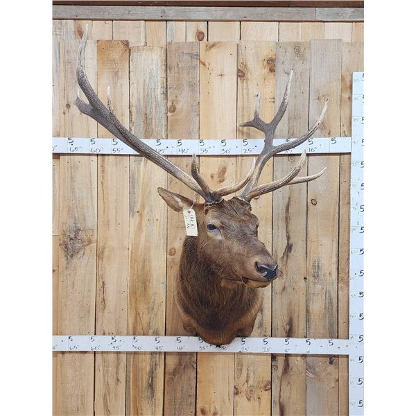 6x6 Elk Shoulder Mount Taxidermy