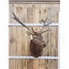 Image 1 : 6x6 Elk Shoulder Mount Taxidermy