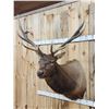 Image 2 : 6x6 Elk Shoulder Mount Taxidermy