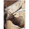 Image 4 : 6x6 Elk Shoulder Mount Taxidermy