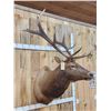 Image 5 : 6x6 Elk Shoulder Mount Taxidermy