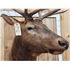 Image 6 : 6x6 Elk Shoulder Mount Taxidermy