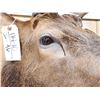Image 7 : 6x6 Elk Shoulder Mount Taxidermy