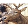 Image 8 : 6x6 Elk Shoulder Mount Taxidermy