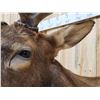Image 9 : 6x6 Elk Shoulder Mount Taxidermy