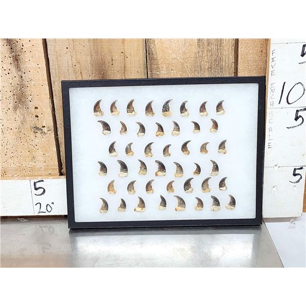 44 Black Bear Claws Taxidermy