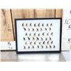 Image 1 : 44 Black Bear Claws Taxidermy