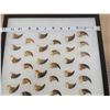Image 2 : 44 Black Bear Claws Taxidermy