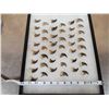 Image 3 : 44 Black Bear Claws Taxidermy