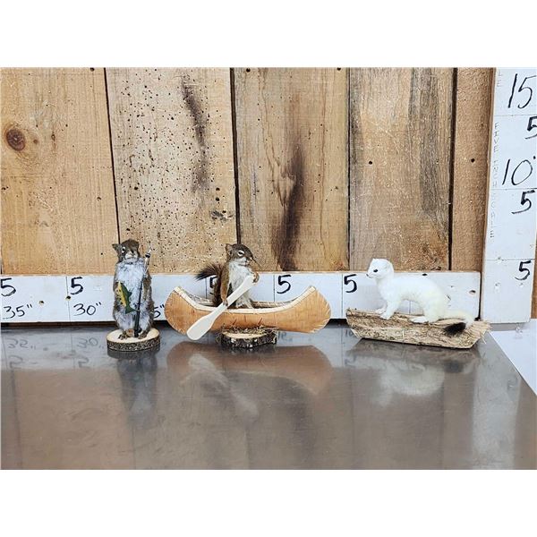 3 Cute Critters Taxidermy Lot