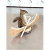 Image 5 : 3 Cute Critters Taxidermy Lot