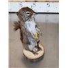 Image 7 : 3 Cute Critters Taxidermy Lot