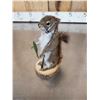 Image 8 : 3 Cute Critters Taxidermy Lot