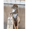 Image 4 : Squirrel In A Birch Bark Canoe Taxidermy
