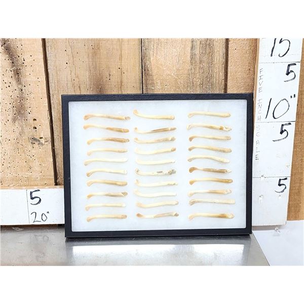 30 Otter Baculums ( Penis Bones ) Taxidermy