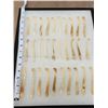 Image 2 : 30 Otter Baculums ( Penis Bones ) Taxidermy