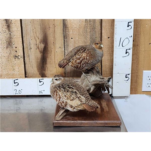 Pair Of Hungarian Partridge Bird Taxidermy
