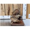 Image 1 : Pair Of Hungarian Partridge Bird Taxidermy