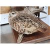 Image 2 : Pair Of Hungarian Partridge Bird Taxidermy