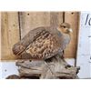 Image 3 : Pair Of Hungarian Partridge Bird Taxidermy