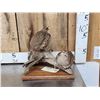 Image 4 : Pair Of Hungarian Partridge Bird Taxidermy