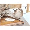 Image 5 : Pair Of Hungarian Partridge Bird Taxidermy