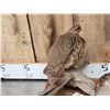 Image 6 : Pair Of Hungarian Partridge Bird Taxidermy
