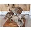 Image 7 : Pair Of Hungarian Partridge Bird Taxidermy