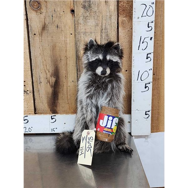 Raccoon Eating Peanut Butter Taxidermy Mount