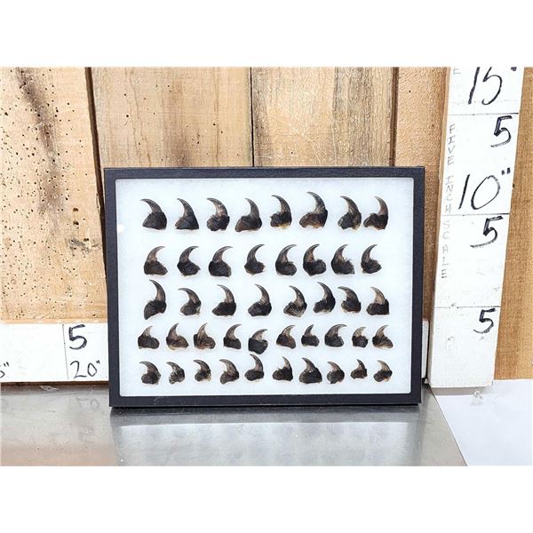 44 Black Bear Claws Taxidermy