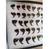 Image 3 : 44 Black Bear Claws Taxidermy