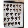 Image 4 : 44 Black Bear Claws Taxidermy