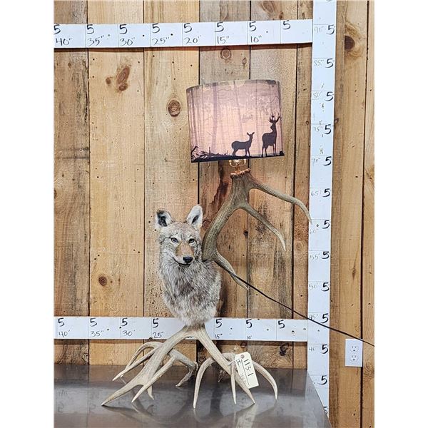 Coyote & Antler Lamp Taxidermy