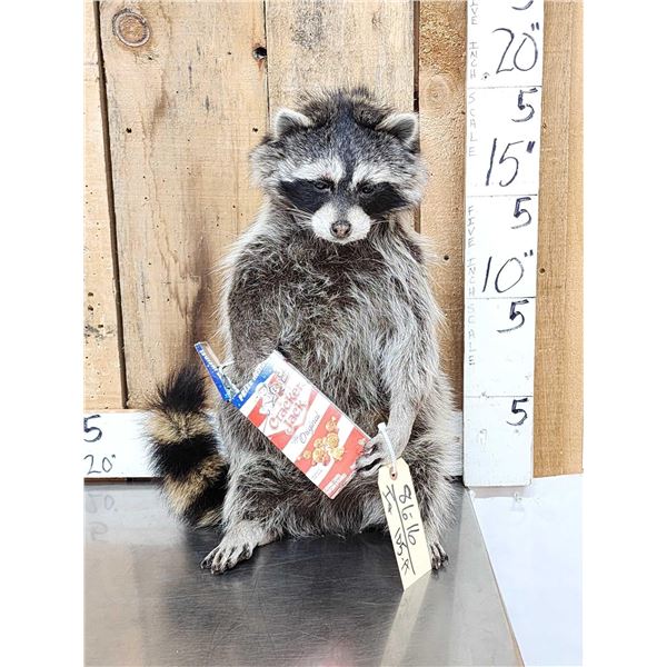 BIG Raccoon Eating Cracker Jacks Taxidermy