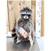 Image 1 : BIG Raccoon Eating Cracker Jacks Taxidermy