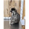 Image 2 : BIG Raccoon Eating Cracker Jacks Taxidermy
