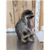 Image 3 : BIG Raccoon Eating Cracker Jacks Taxidermy