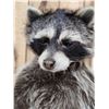 Image 4 : BIG Raccoon Eating Cracker Jacks Taxidermy