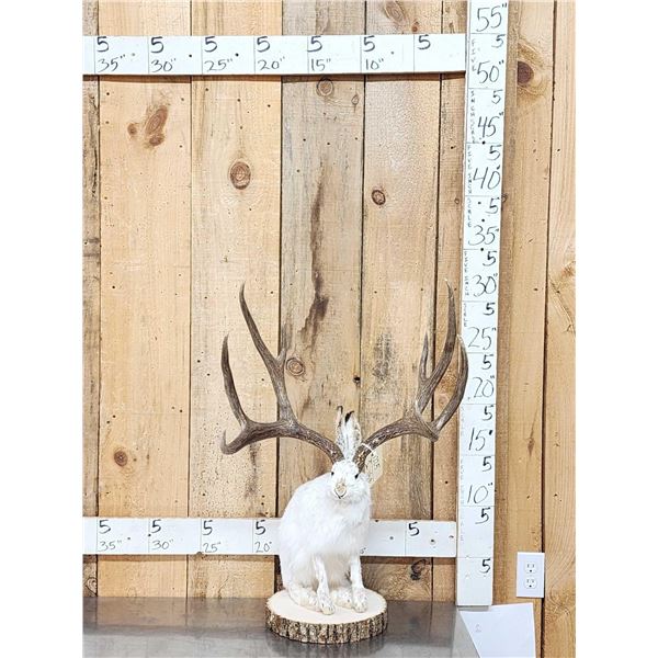 MONSTER Jackalope Full Body Taxidermy Mount