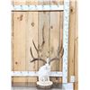 Image 1 : MONSTER Jackalope Full Body Taxidermy Mount