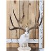 Image 2 : MONSTER Jackalope Full Body Taxidermy Mount
